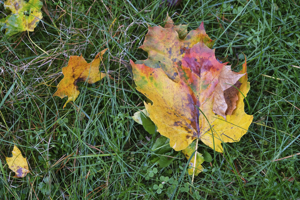 colourful leaf by kametty