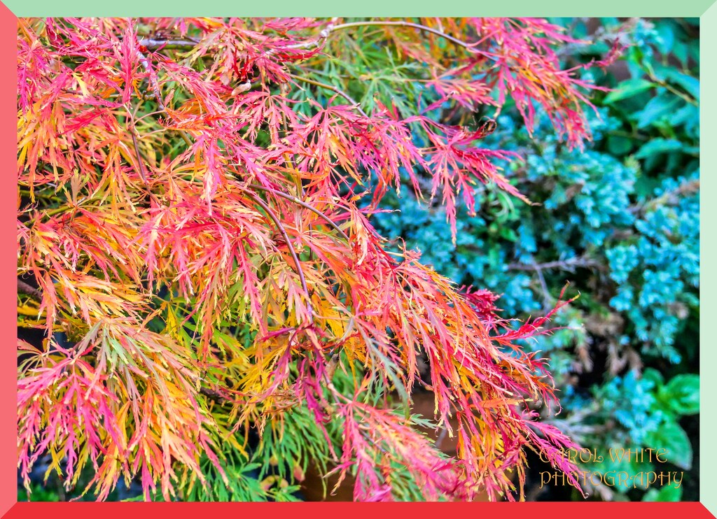 My Acer In Autumn Colours by carolmw