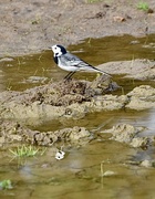 19th Oct 2023 - Pied Wagtail