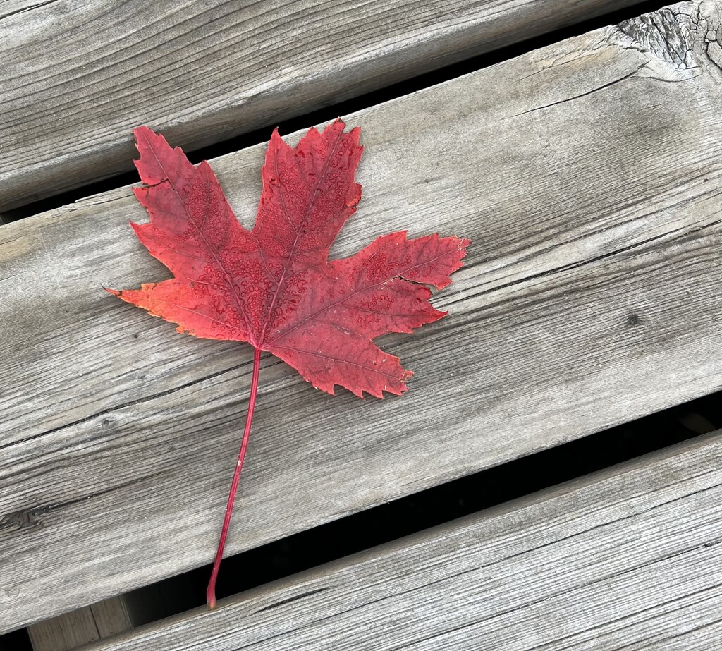 Maple 🍁 leaf  by radiogirl