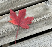 19th Oct 2023 - Maple 🍁 leaf 