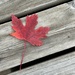 Maple 🍁 leaf  by radiogirl