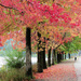 Fall's Colors   by seattlite