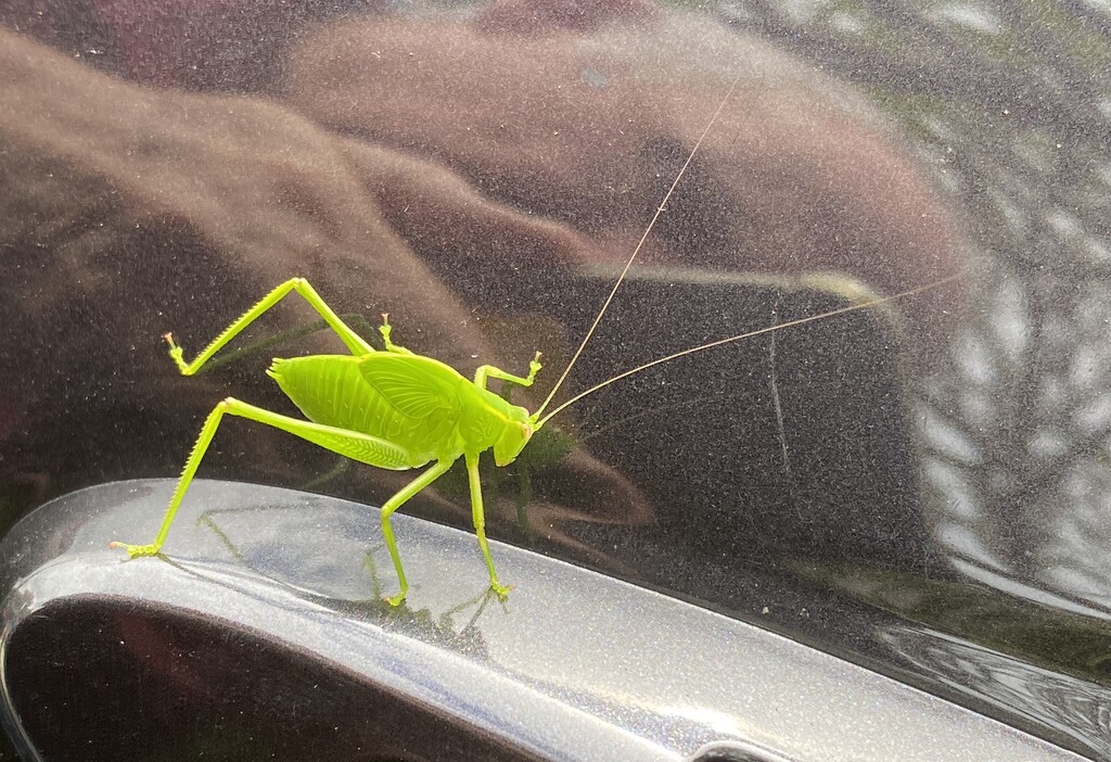 Bush cricket hitching a ride on a car! Plus an unintended selfie.  by johnfalconer
