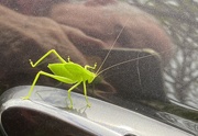 19th Oct 2023 - Bush cricket hitching a ride on a car! Plus an unintended selfie. 