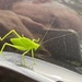 Bush cricket hitching a ride on a car! Plus an unintended selfie.  by johnfalconer