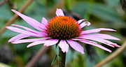 19th Oct 2023 - Purple Coneflower