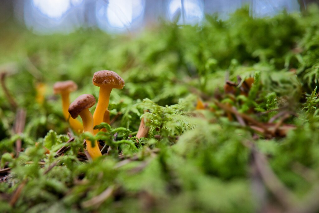 Mushrooms by okvalle