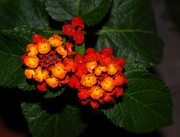 18th Oct 2023 - 10 18 Lantana survivor 1