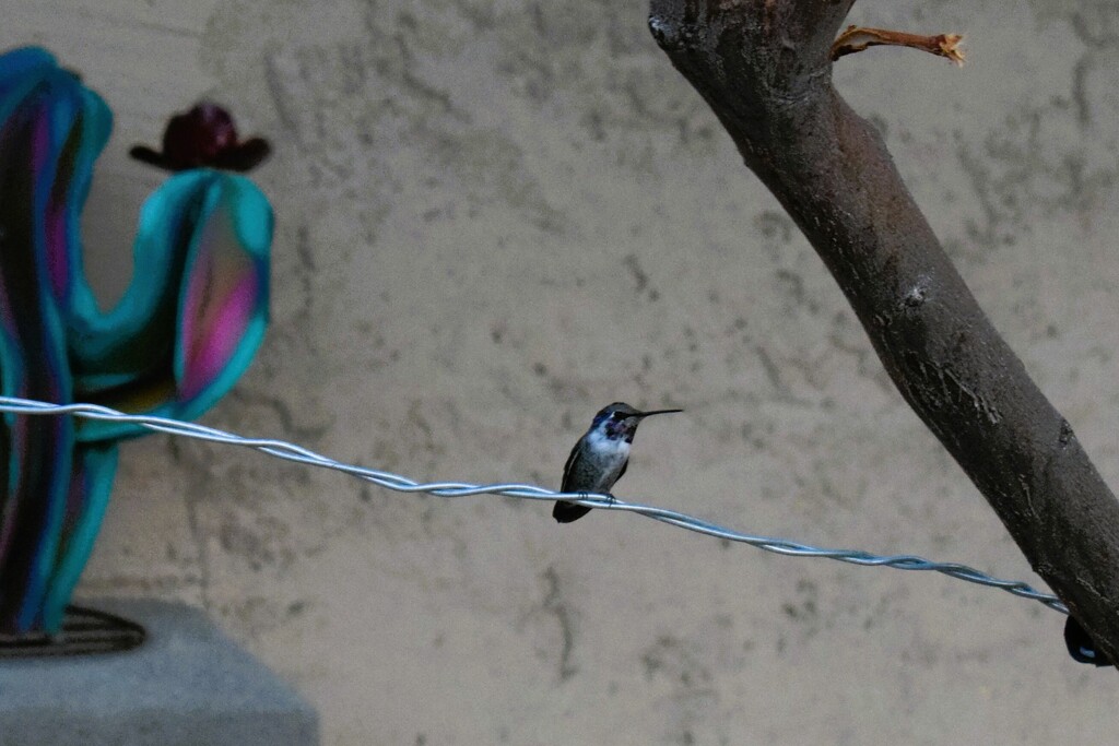 10 18 Bird on a wire by sandlily