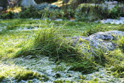 10th Oct 2023 - touch of frost 