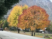 13th Oct 2023 - Fall colors 