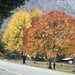 Fall colors 