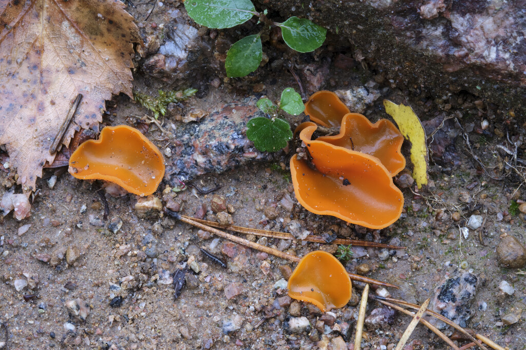 Orange Peel Fungi by kametty