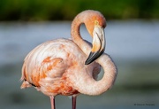 19th Oct 2023 - Flamingo in the wild