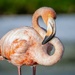 Flamingo in the wild by photographycrazy