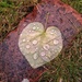 Leafy Droplets by 30pics4jackiesdiamond