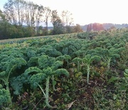 19th Oct 2023 - Kale forest