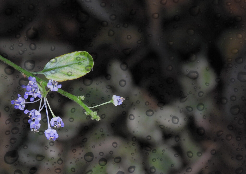 Flowers in the rain by tiaj1402