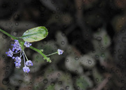19th Oct 2023 - Flowers in the rain