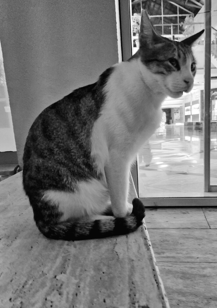 The hotel cat(well one of them) by ginamees