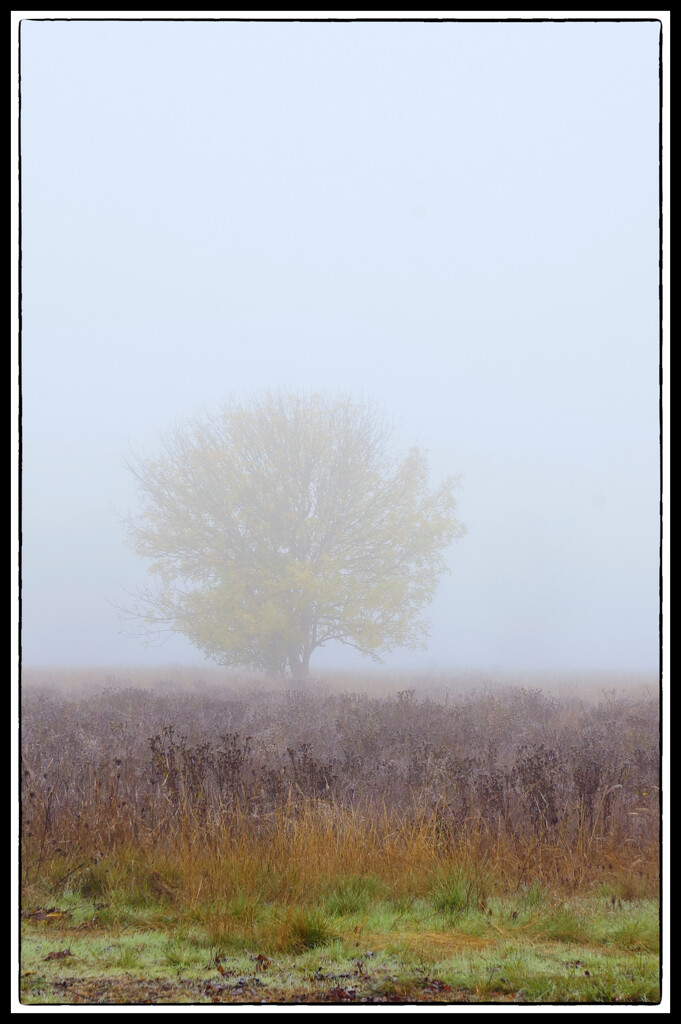 Foggy Color by joysabin