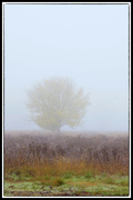 19th Oct 2023 - Foggy Color