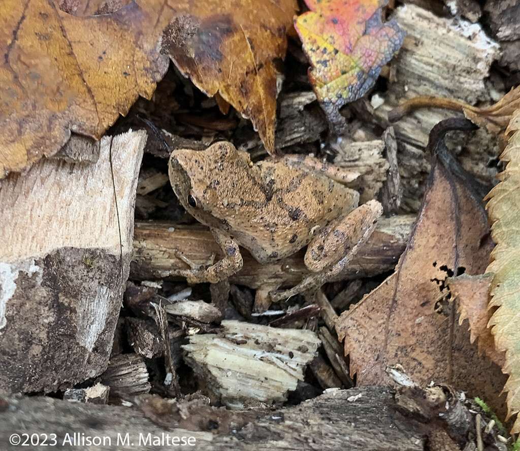 Tiny Wood Frog by falcon11