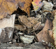 19th Oct 2023 - Tiny Wood Frog