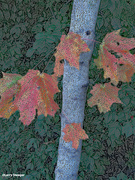 19th Oct 2023 - Fall color artistic