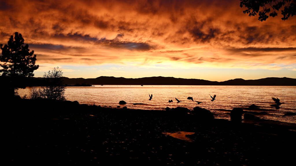Canadian Geese Sunrise by ososki