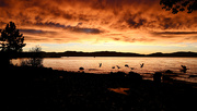 17th Oct 2023 - Canadian Geese Sunrise
