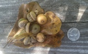 20th Oct 2023 - Water oak leaves and acorns...