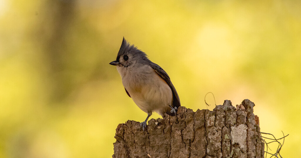 Tufted Titmouse! by rickster549