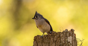 19th Oct 2023 - Tufted Titmouse!