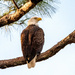 Bald Eagle Checking In at the Nest! by rickster549