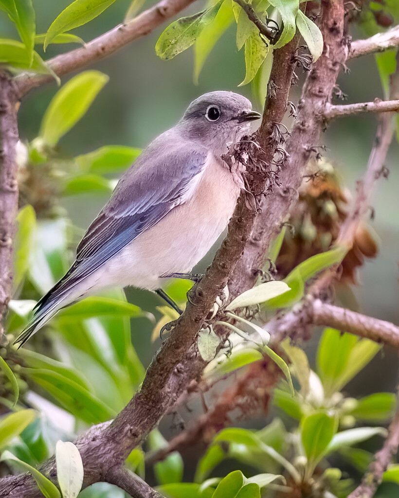 Western Bluebird by nicoleweg