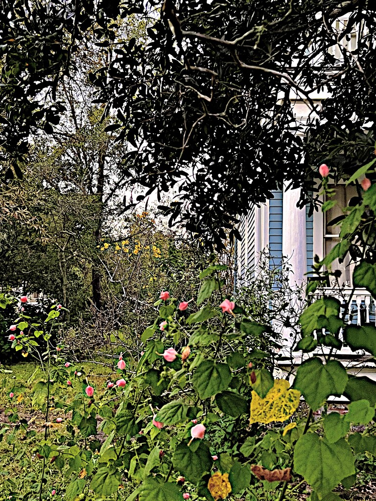 Charleston Garden by congaree