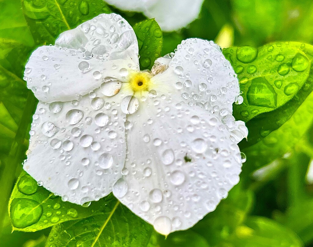 Raindrops on Vinca flower by congaree