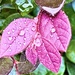 Autumn leaves and raindrops by congaree