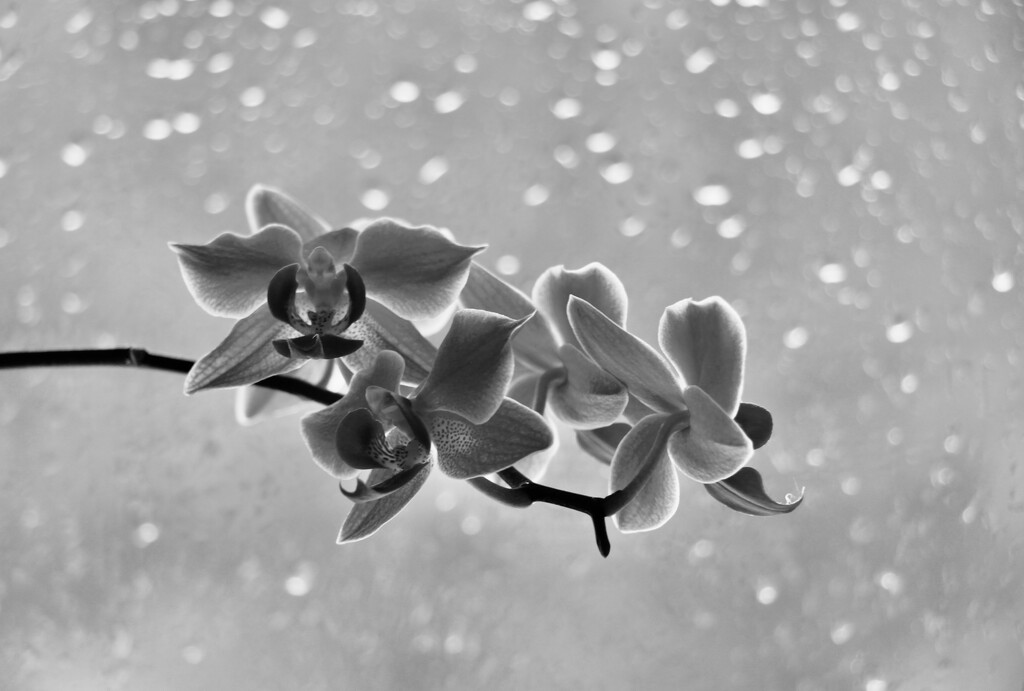 Raindrops and Petals by jamibann