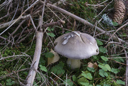 12th Oct 2023 - more fungi