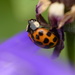 Ladybird.......... by ziggy77