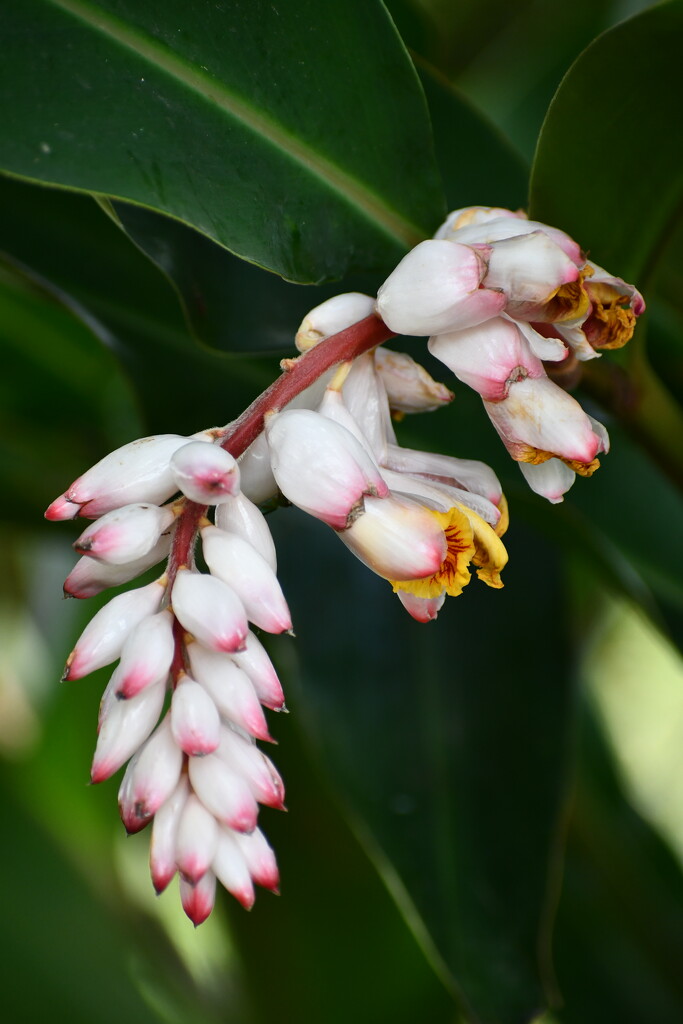 Cardamon Flower by nannasgotitgoingon