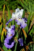 16th Oct 2023 - iris