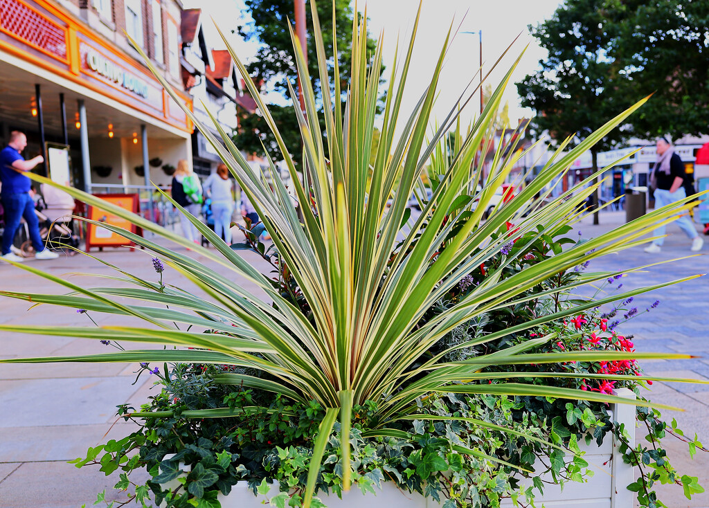 Street plants.............913 by neil_ge