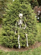 20th Oct 2023 - Tree Skeleton 