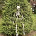 Tree Skeleton  by pej76