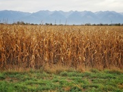 20th Oct 2023 - Withered cornfields