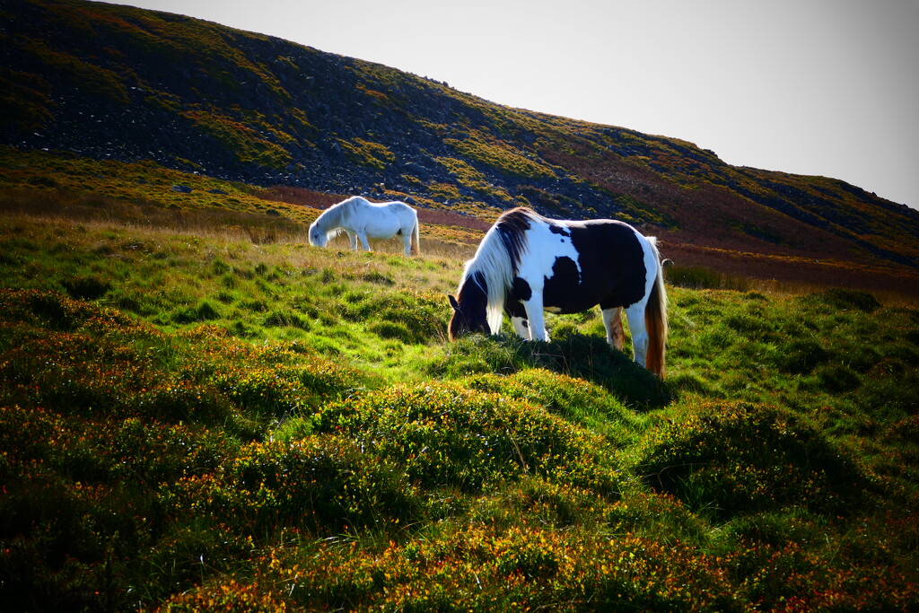 wild horses by cam365pix